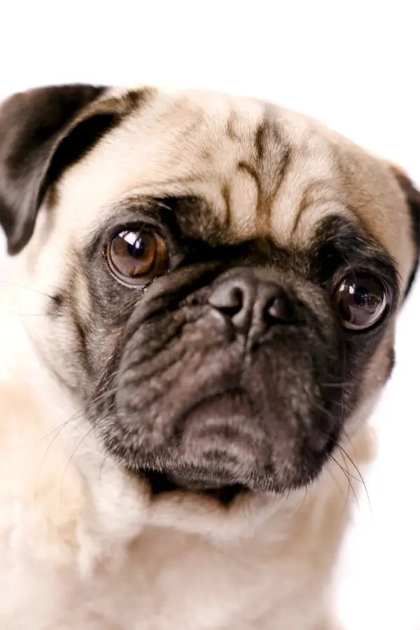 Pug