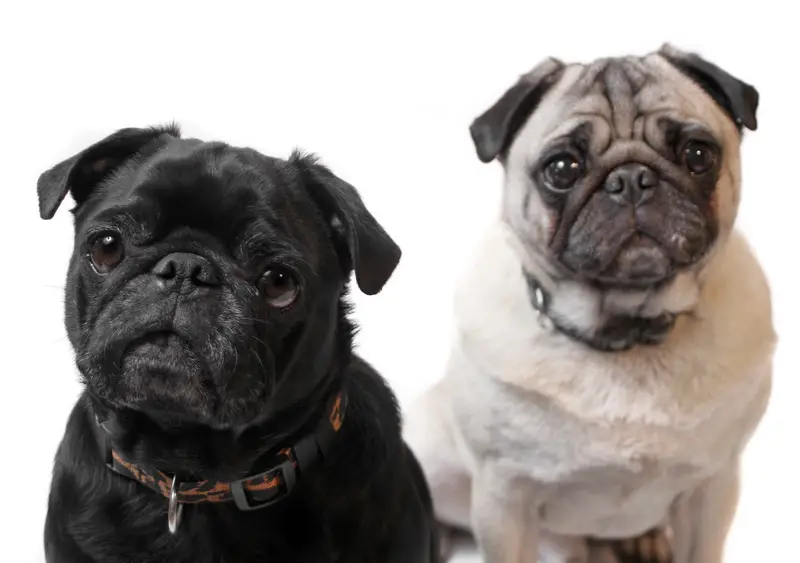 Pug