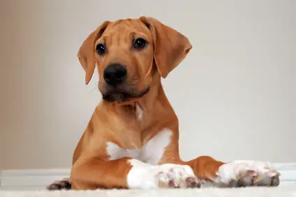 Rhodesian Ridgeback