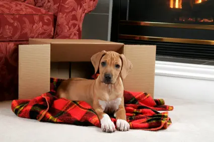 Rhodesian Ridgeback
