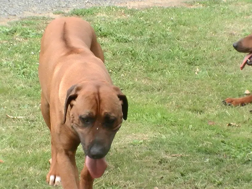 Buck