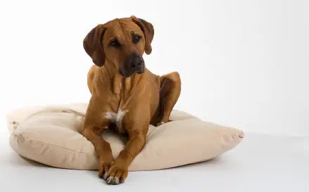 Rhodesian Ridgeback