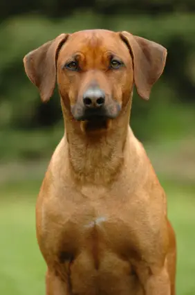 Rhodesian Ridgeback