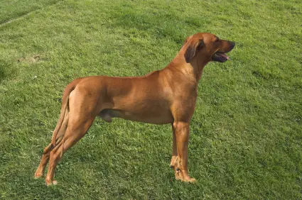 Rhodesian Ridgeback
