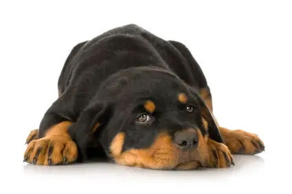 Rottweiler