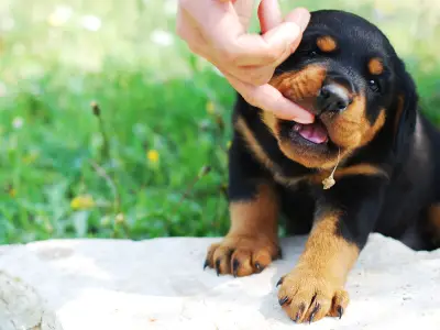 Rottweiler