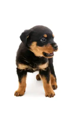 Rottweiler