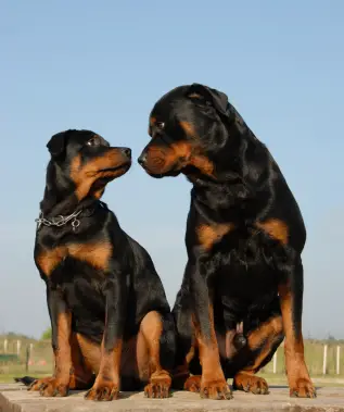 Rottweiler