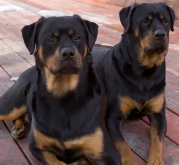 Rottweiler