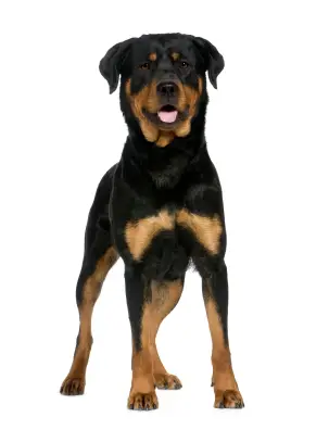 Rottweiler