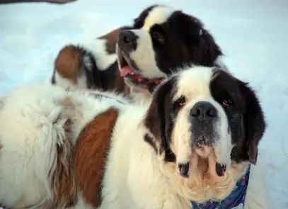 Saint Bernard (Longhaired)