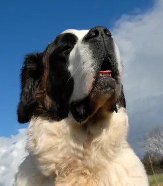 Saint Bernard (Longhaired)