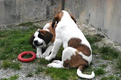 Saint Bernard (Shorthaired)