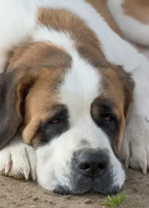 Saint Bernard (Shorthaired)