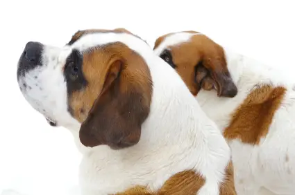 Saint Bernard (Shorthaired)