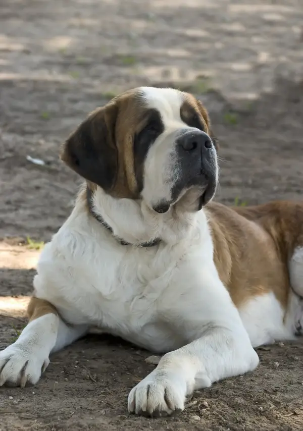 Saint Bernard (Shorthaired)