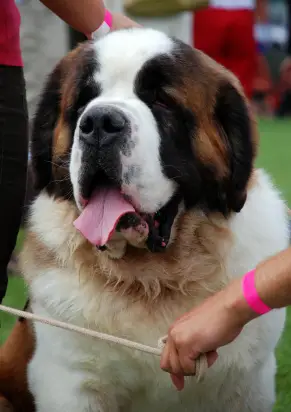 Saint Bernard (Shorthaired)