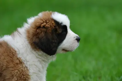 Saint Bernard (Shorthaired)