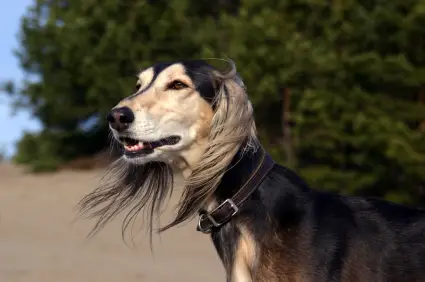 Saluki