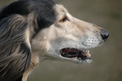 Saluki