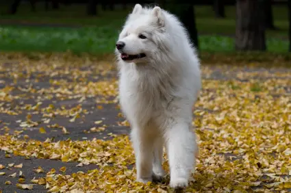 Samoyed