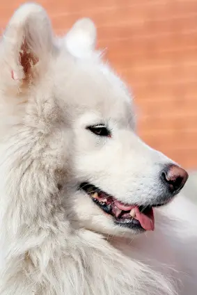 Samoyed