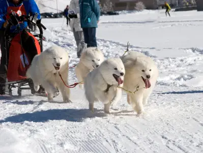 Samoyed