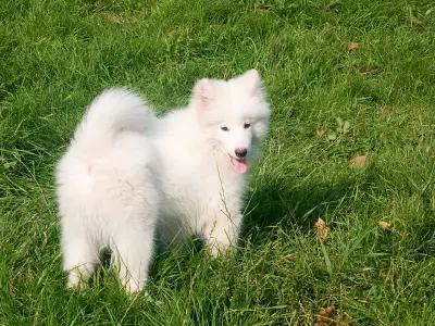 Samoyed