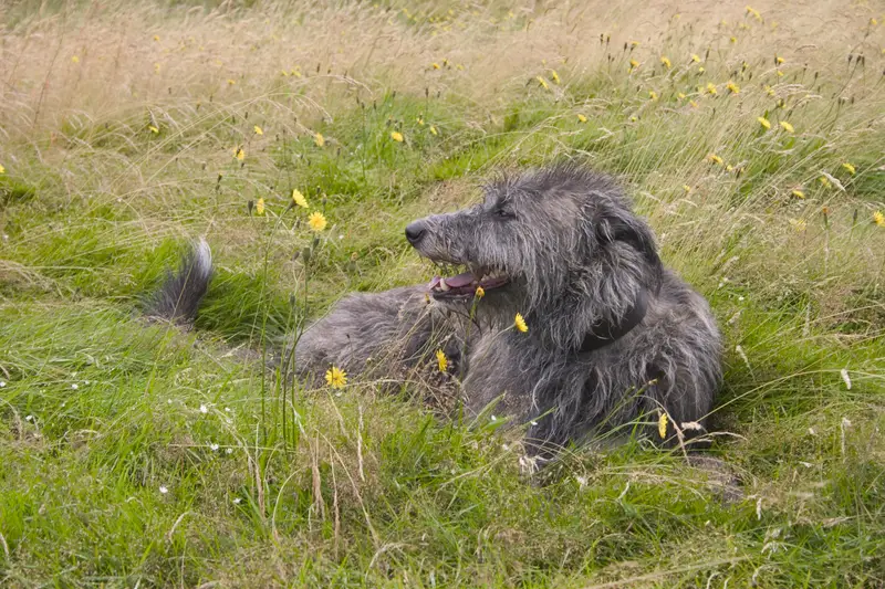 Scottish Deerhound