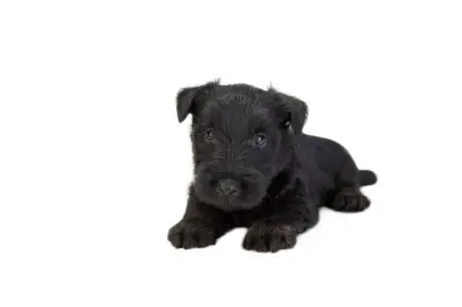 Scottish Terrier