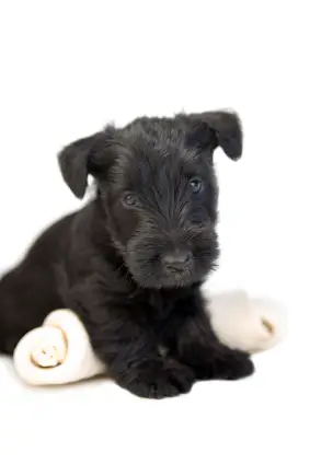 Scottish Terrier