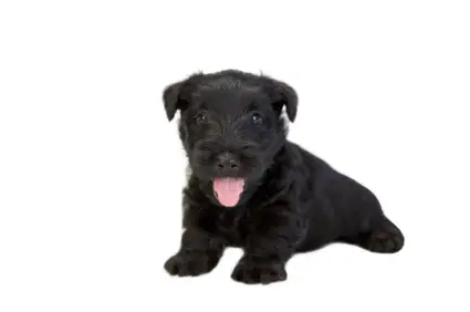 Scottish Terrier