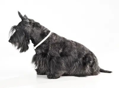 Scottish Terrier