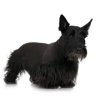 Scottish Terrier