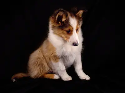 Shetland Sheepdog