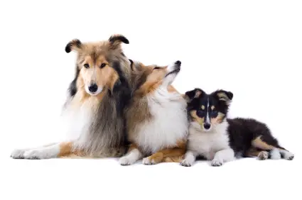 Shetland Sheepdog