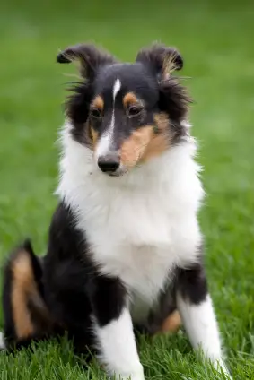 Shetland Sheepdog