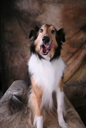 Shetland Sheepdog