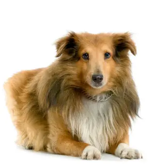 Shetland Sheepdog