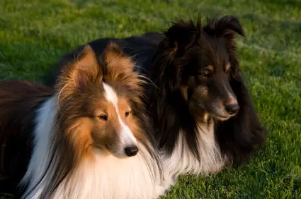 Shetland Sheepdog