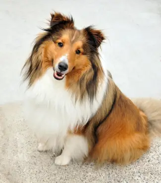 Shetland Sheepdog