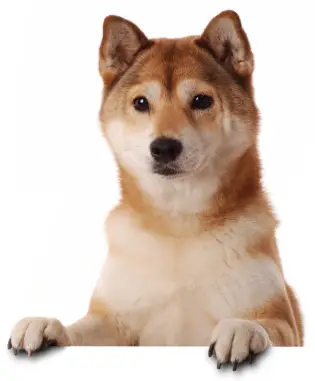 Shiba Inu