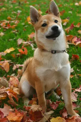 Shiba Inu