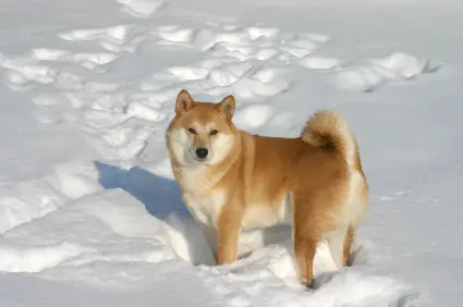 Shiba Inu