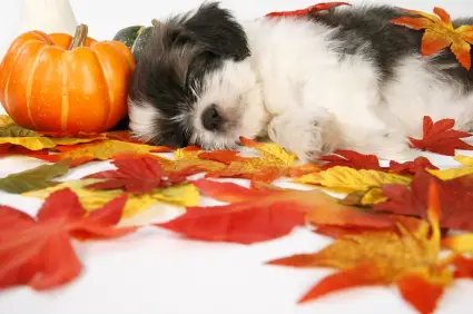 Shih Tzu