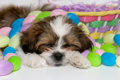 Shih Tzu