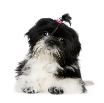 Shih Tzu