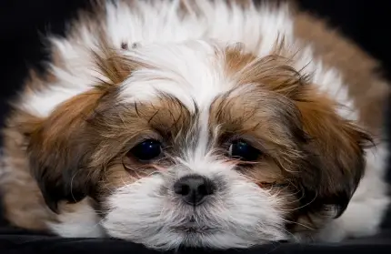 Shih Tzu