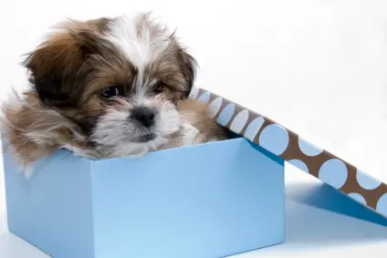 Shih Tzu