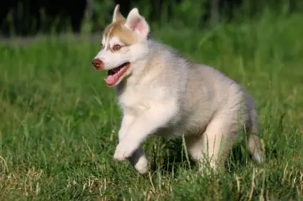 Siberian Husky